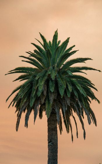 Обои 1600x2560 пальма, дерево