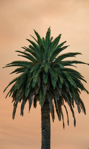 Обои 1200x2000 пальма, дерево