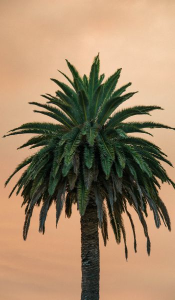 palm tree, tree Wallpaper 600x1024