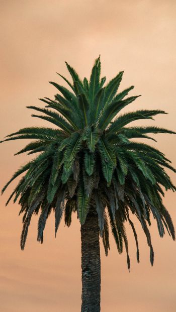 palm tree, tree Wallpaper 640x1136