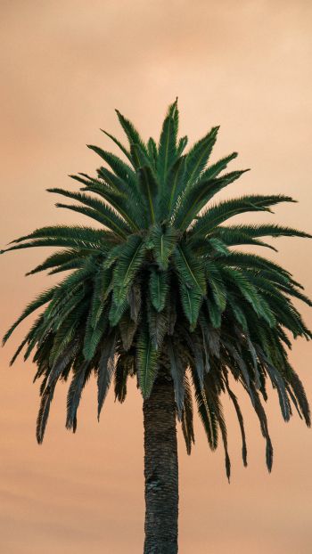 palm tree, tree Wallpaper 1440x2560