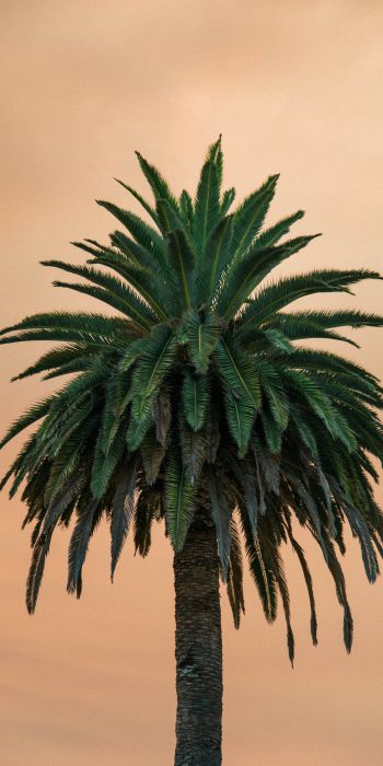 palm tree, tree Wallpaper 720x1440
