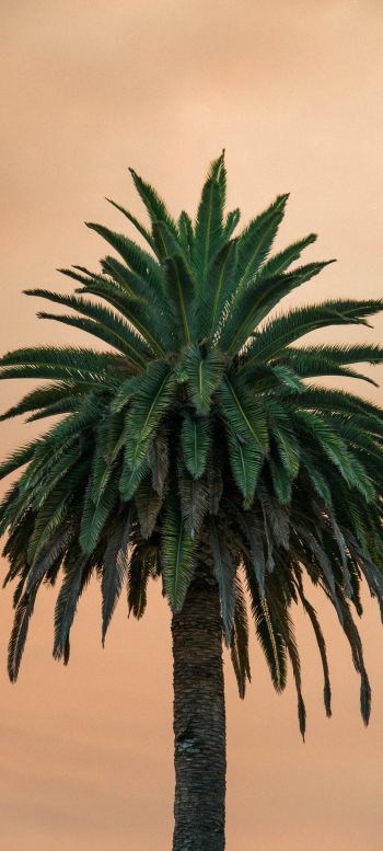 palm tree, tree Wallpaper 1440x3200