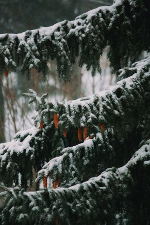 spruce, winter, snow Wallpaper 2848x4272