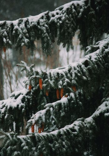 spruce, winter, snow Wallpaper 1668x2388