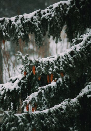 spruce, winter, snow Wallpaper 1640x2360