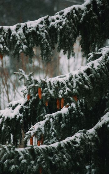 spruce, winter, snow Wallpaper 1752x2800