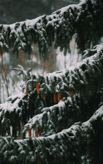 spruce, winter, snow Wallpaper 1600x2560
