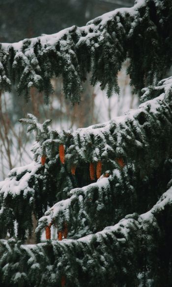 spruce, winter, snow Wallpaper 1200x2000