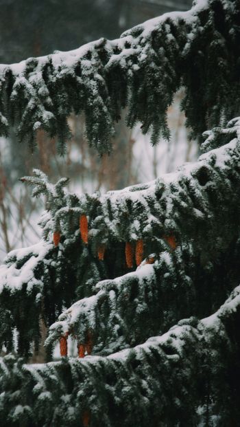 spruce, winter, snow Wallpaper 640x1136