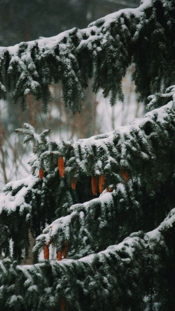 spruce, winter, snow Wallpaper 1440x2560