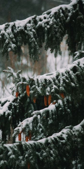 spruce, winter, snow Wallpaper 720x1440