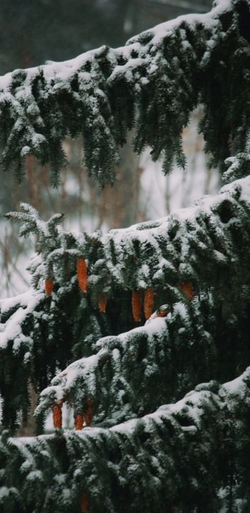 spruce, winter, snow Wallpaper 1080x2220