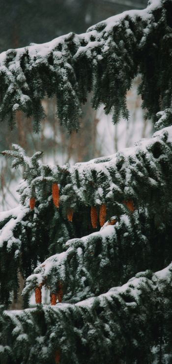 spruce, winter, snow Wallpaper 1080x2280