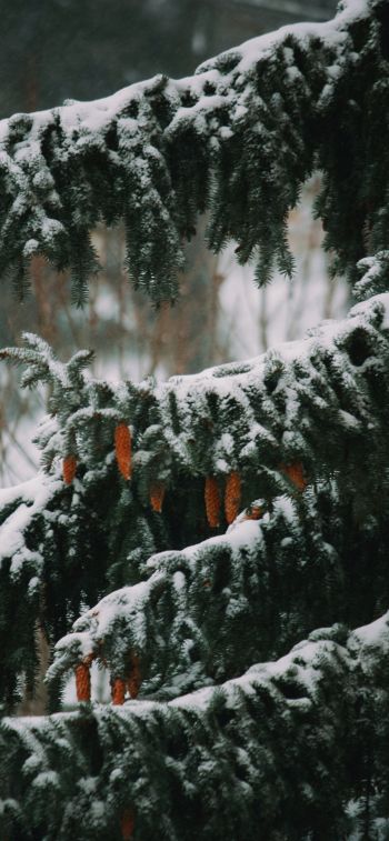 spruce, winter, snow Wallpaper 1242x2688