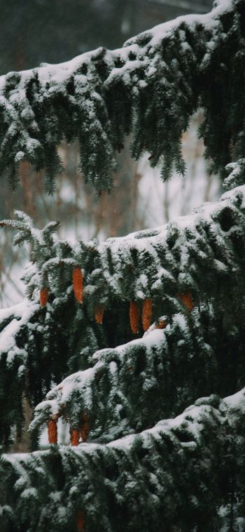 spruce, winter, snow Wallpaper 1080x2340