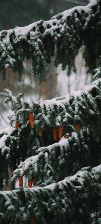 spruce, winter, snow Wallpaper 1080x2400