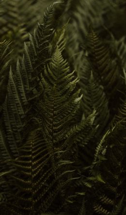 fern, leaves Wallpaper 600x1024