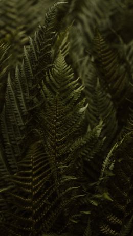fern, leaves Wallpaper 1080x1920