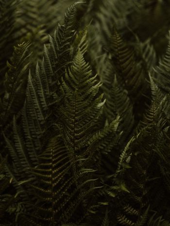 fern, leaves Wallpaper 1668x2224