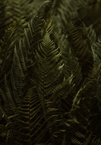 fern, leaves Wallpaper 1640x2360