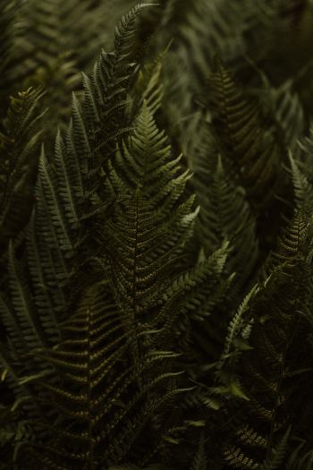 fern, leaves Wallpaper 640x960