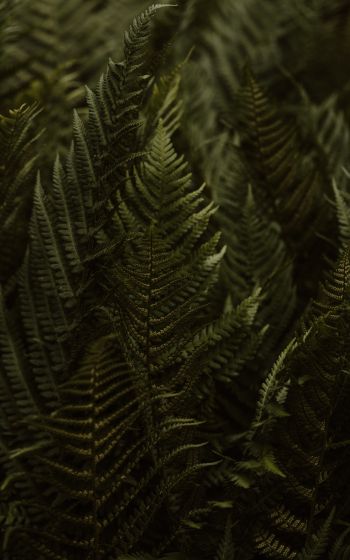 fern, leaves Wallpaper 1200x1920