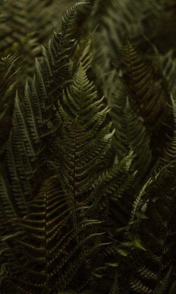 fern, leaves Wallpaper 1200x2000