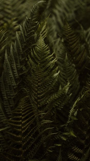 fern, leaves Wallpaper 2160x3840