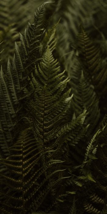 fern, leaves Wallpaper 720x1440