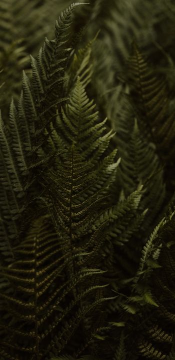 fern, leaves Wallpaper 1440x2960