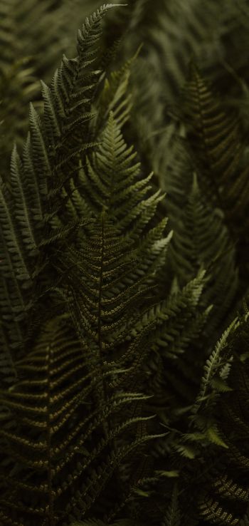 fern, leaves Wallpaper 720x1520
