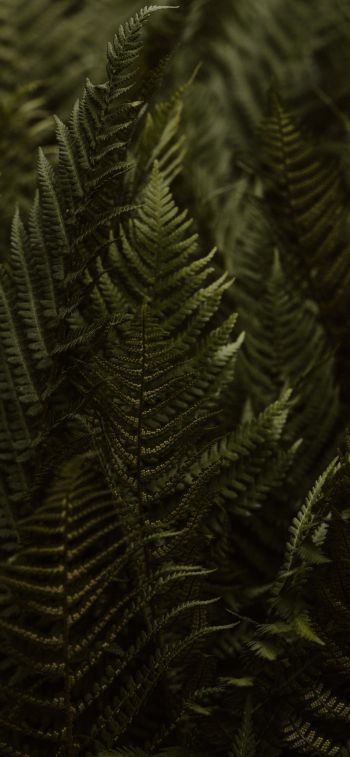 fern, leaves Wallpaper 1242x2688