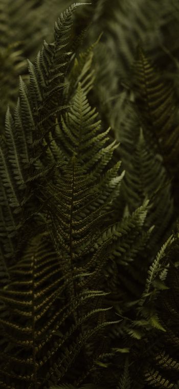 fern, leaves Wallpaper 1080x2340