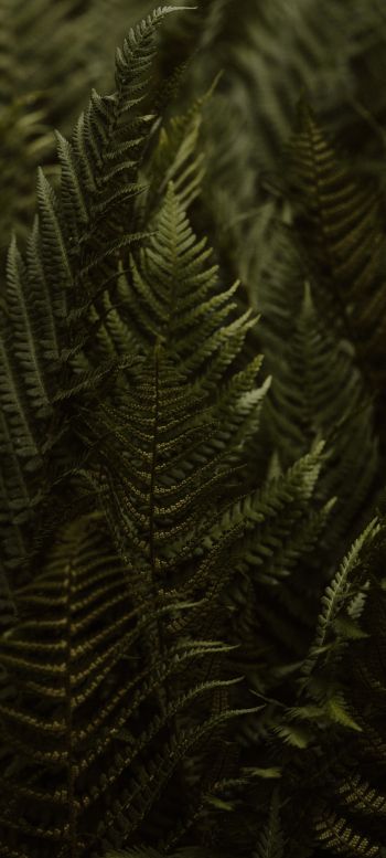 fern, leaves Wallpaper 1440x3200
