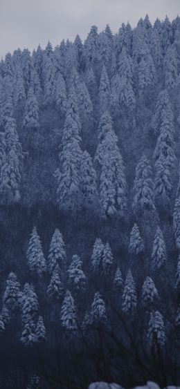 Обои 1080x2340 Болу, Турция, снежный лес