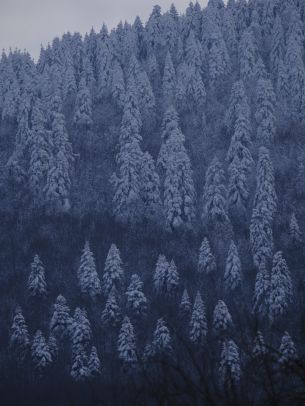 Be, Turkey, snowy forest Wallpaper 1668x2224