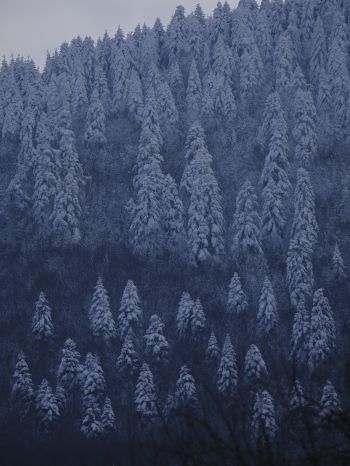 Обои 1620x2160 Болу, Турция, снежный лес