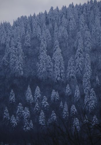 Обои 1668x2388 Болу, Турция, снежный лес