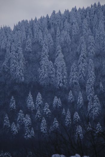 Обои 640x960 Болу, Турция, снежный лес
