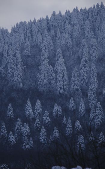 Be, Turkey, snowy forest Wallpaper 1752x2800