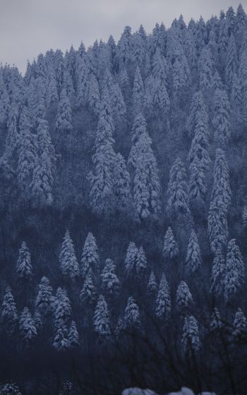 Обои 800x1280 Болу, Турция, снежный лес