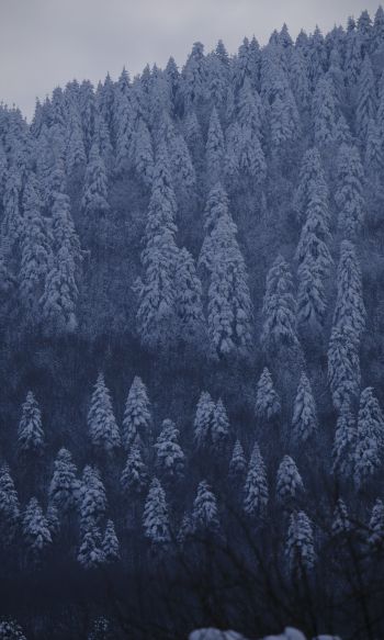 Be, Turkey, snowy forest Wallpaper 1200x2000