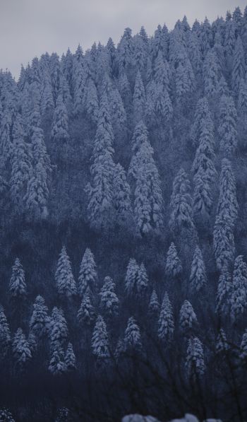 Be, Turkey, snowy forest Wallpaper 600x1024