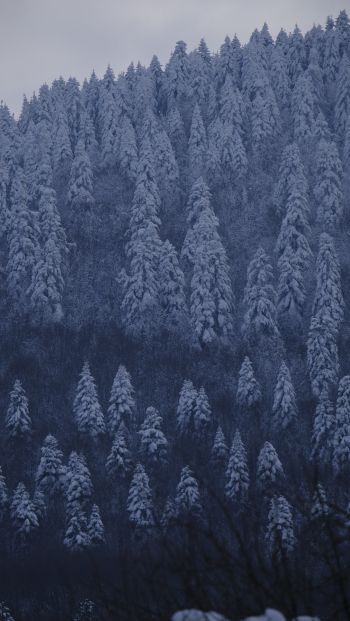 Обои 640x1136 Болу, Турция, снежный лес