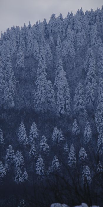 Be, Turkey, snowy forest Wallpaper 720x1440