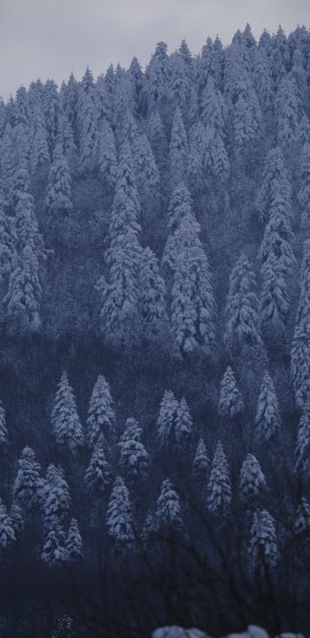 Обои 1080x2220 Болу, Турция, снежный лес