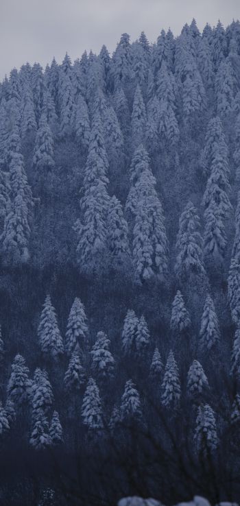 Be, Turkey, snowy forest Wallpaper 1440x3040