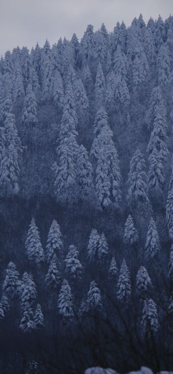 Обои 828x1792 Болу, Турция, снежный лес