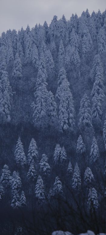 Be, Turkey, snowy forest Wallpaper 1080x2400